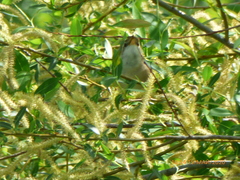 Aves