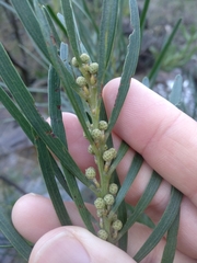 Acacia elongata