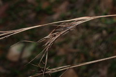 Cymbopogon refractus, photograph (c) Greg Tasney, some rights reserved (CC BY-SA)
