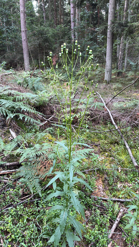 American burnweed