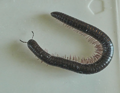 Pachyiulus oenologus