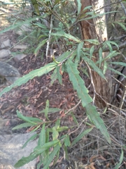 Grevillea longifolia