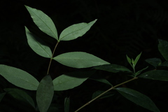 Wikstroemia indica, photograph (c) Greg Tasney, some rights reserved (CC BY-SA)