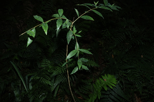 Wikstroemia indica, photograph 3