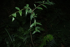 Wikstroemia indica, photograph (c) Greg Tasney, some rights reserved (CC BY-SA)