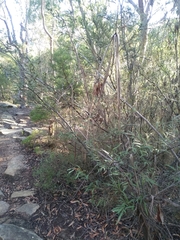 Grevillea longifolia