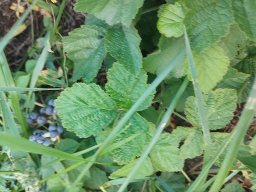 European dewberry