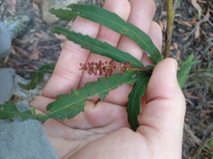 Grevillea longifolia