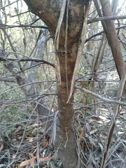 Grevillea longifolia
