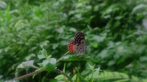 Red Pierrot