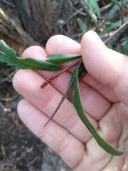 Grevillea longifolia