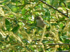 Aves
