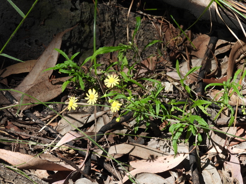 Senecio madagascariensis, photograph 6