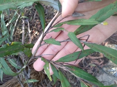 Grevillea longifolia
