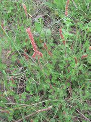 Acalypha radians