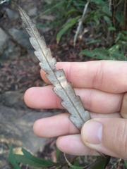 Grevillea longifolia