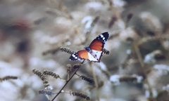 Danaus chrysippus alcippus