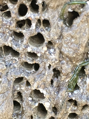 Dodecaceria fewkesi