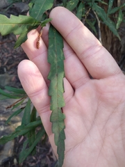 Grevillea longifolia