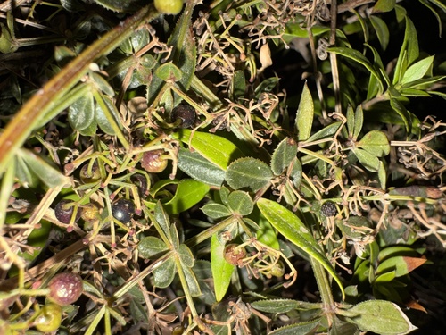 Wild Madder
