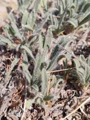 Alkanna tinctoria, photograph (c) Ljaž, some rights reserved (CC BY)