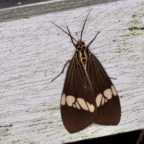 Asian Magpie Moth