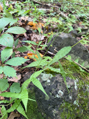 Oplismenus undulatifolius, photograph (c) Carrie Seltzer, some rights reserved (CC BY)
