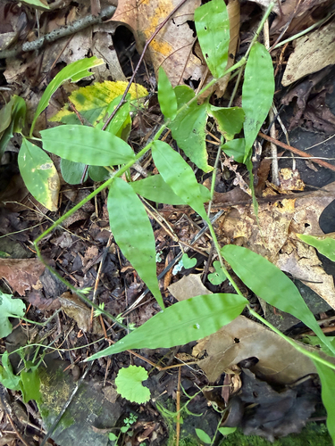 Oplismenus undulatifolius, photograph 5
