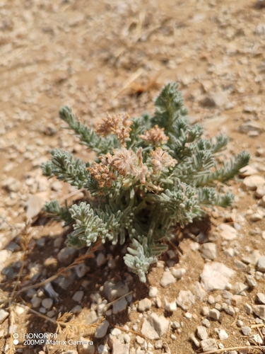 Felty Germander