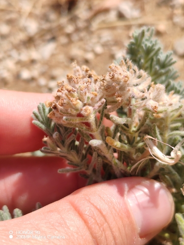 Teucrium capitatum, photograph 5