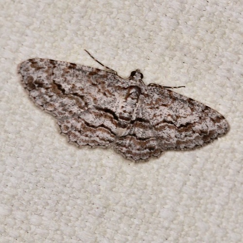Didymoctenia exsuperata