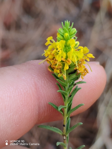 Yellow Odontites