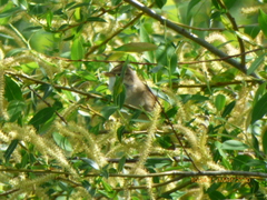 Aves