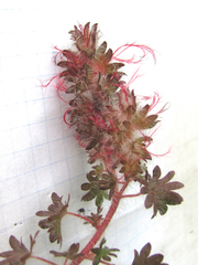 Acalypha radians