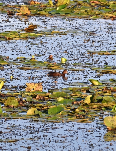 Ferruginous Duck