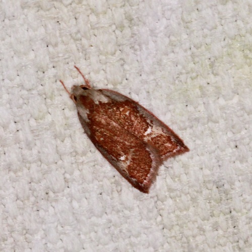 Euchaetis habrocosma