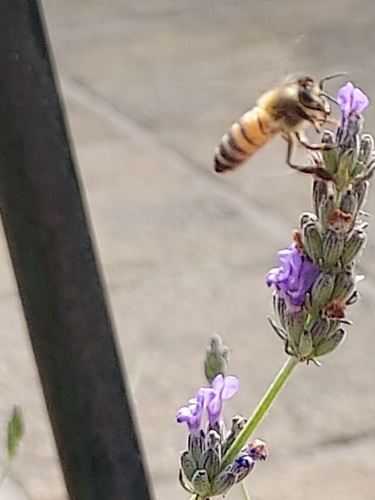 Western Honey Bee