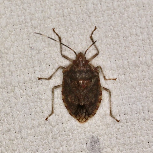 Zebra Shield Bug