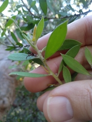 Persoonia lanceolata