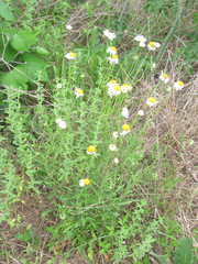 Aphanostephus riddellii