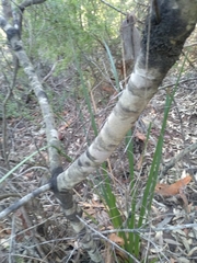 Persoonia lanceolata