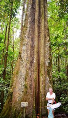 Phragmotheca ecuadorensis
