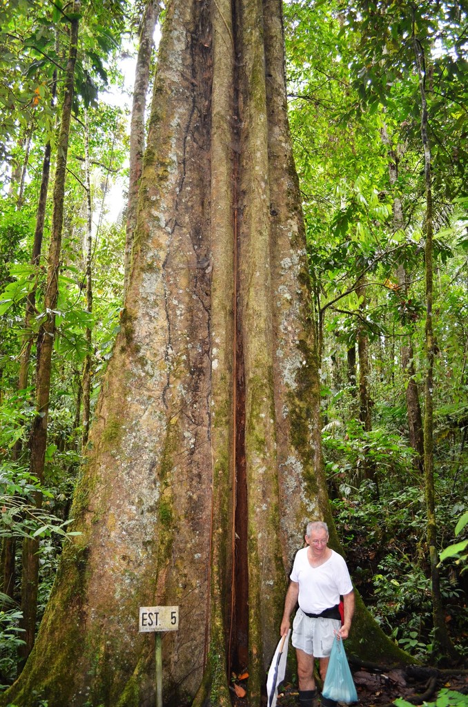Phragmotheca