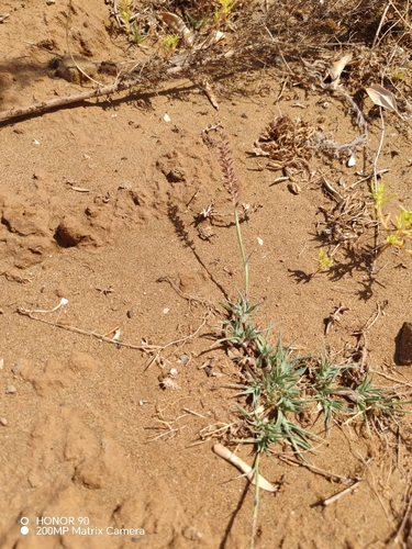European Bur-grass