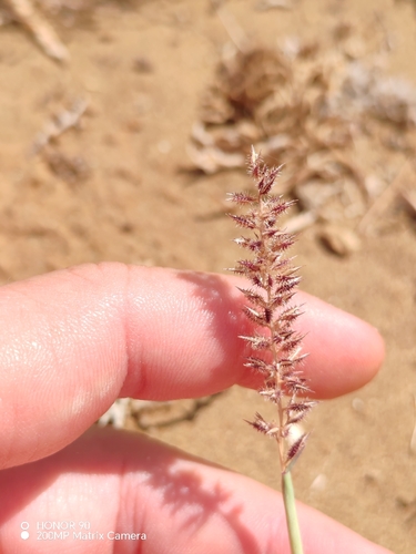 Tragus racemosus, photograph 5