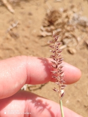 Tragus racemosus, photograph (c) Ljaž, some rights reserved (CC BY)