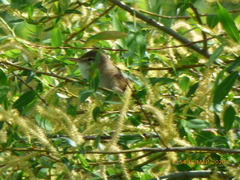 Aves