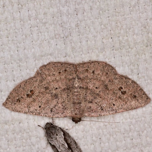 Pomaderris Moth