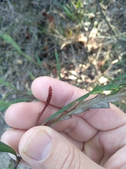 Grevillea longifolia