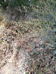 Rumex induratus
